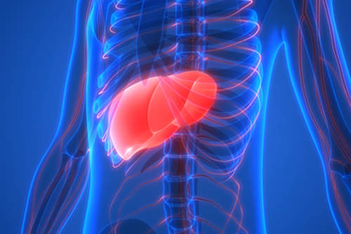 Study finds new drug treatment could reduce liver transplants