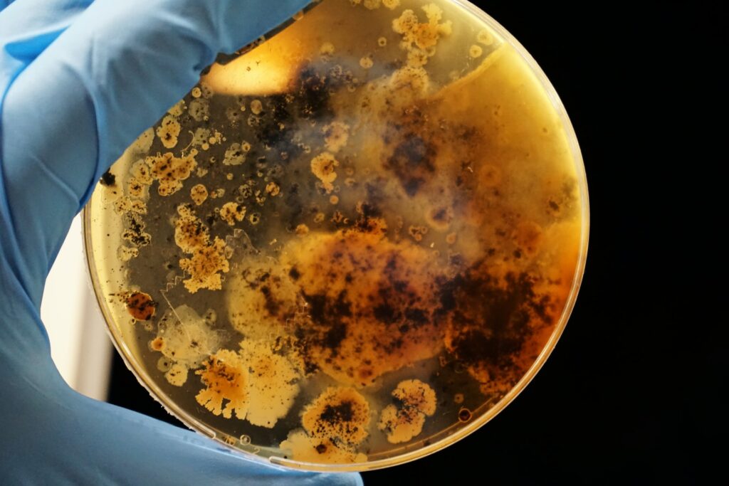Bacterial colonies by Adrian Lange on Unsplash