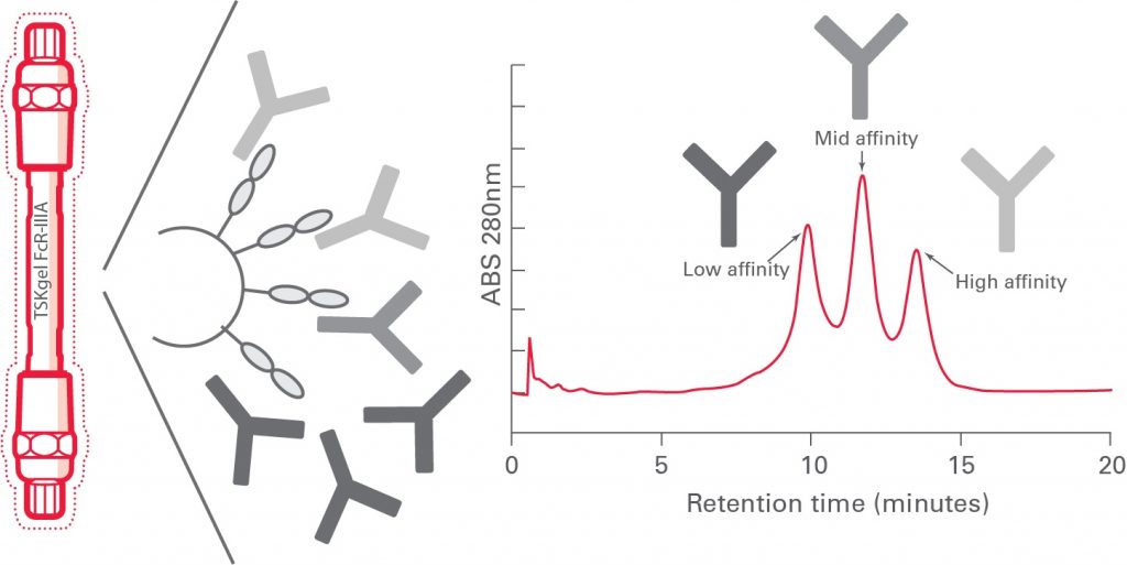 Tosoh Bioscience Introduces TSKgel® FcR-IIIA-5PW HPLC Column