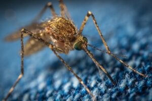US FDA approves Valneva’s vaccine against chikungunya virus