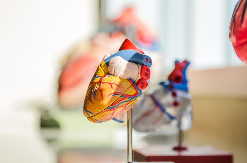 Mesoblast has filed applications for orphan drug and rare paediatric disease designations for Revascor to treat congenital heart disease hypoplastic left heart syndrome. Credit: StockSnap from Pixabay.
