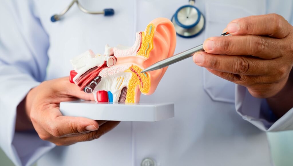 Asian,Doctor,Holding,Human,Ear,Model,To,Learn,And,Treat