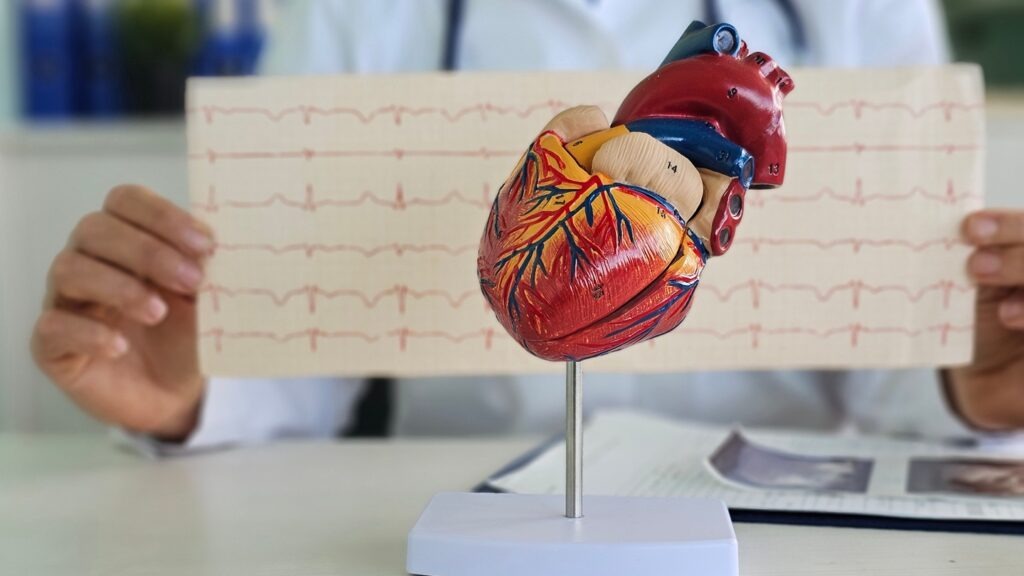 Cardiologist,Examines,A,Cardiogram,Against,Background,Of,Artificial,Heart,Model.