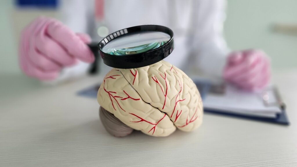 Scientific,Investigation,Of,A,Human,Brain,Model,With,A,Magnifying